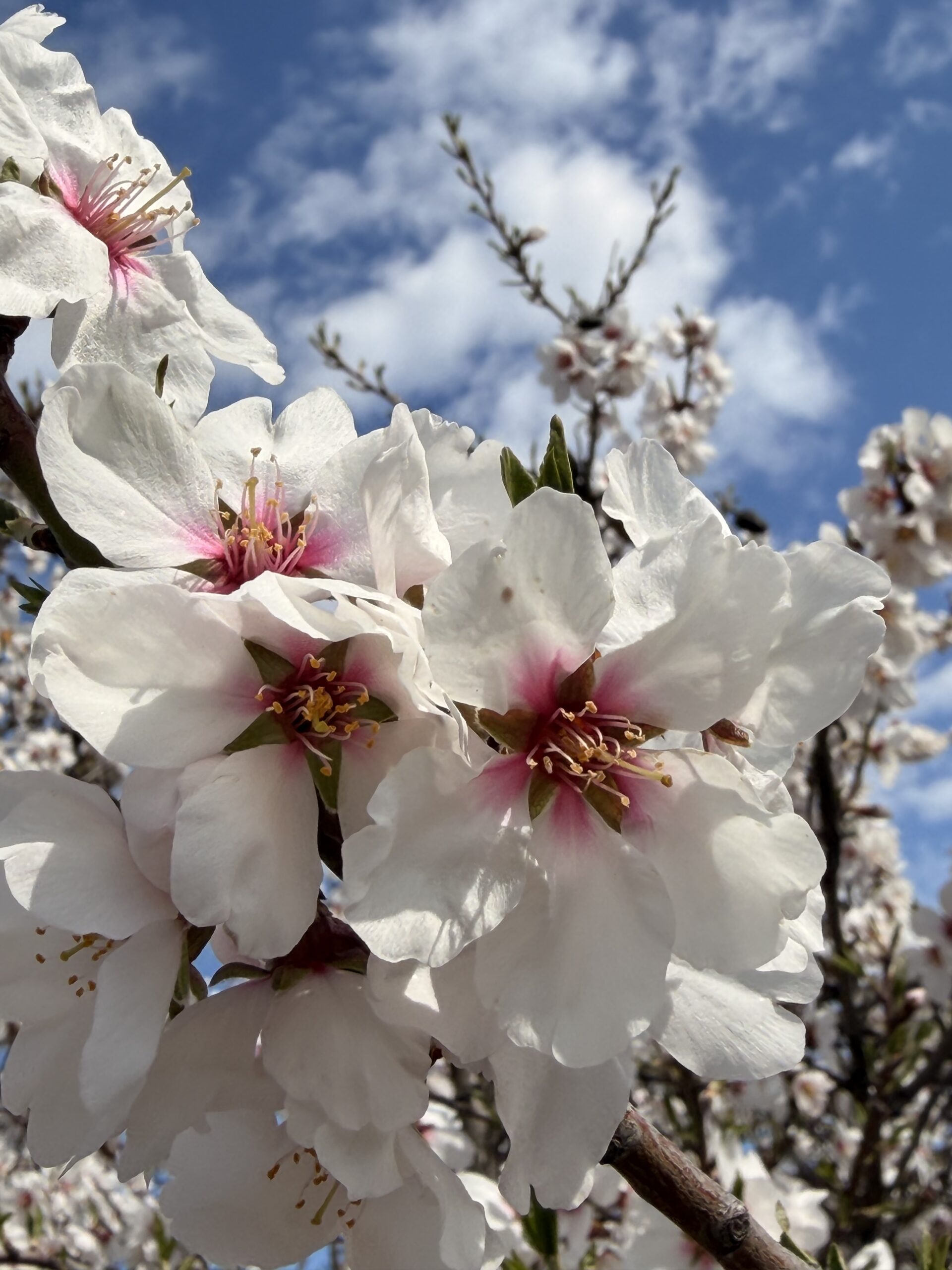 Weg der Mandelbäume